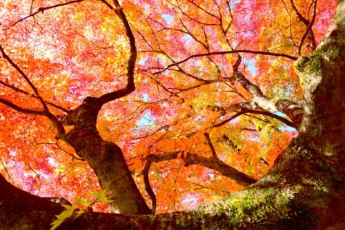 香嵐渓　もみじのトンネル